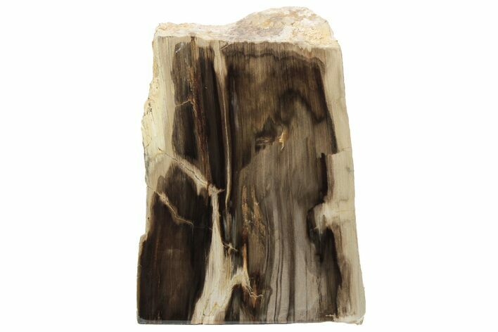 Polished, Petrified Wood (Metasequoia) Stand Up - Oregon #193904